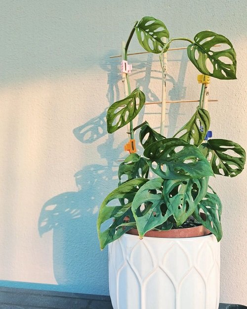 Indoor Plant Support Ideas 5