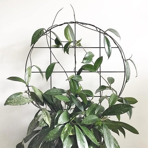 Indoor Plant Support Ideas 25