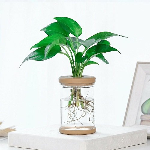 devil plant in hydrophonic jar 