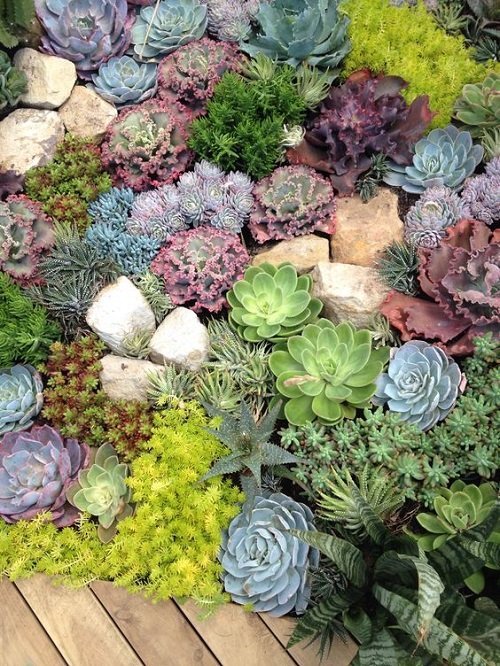 A Colorful Succulent Bed