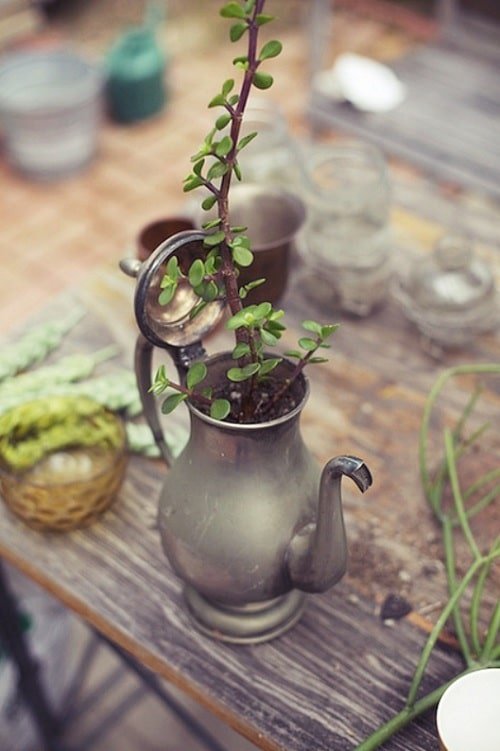 easy Succulents Planted in Kitchen Items Ideas