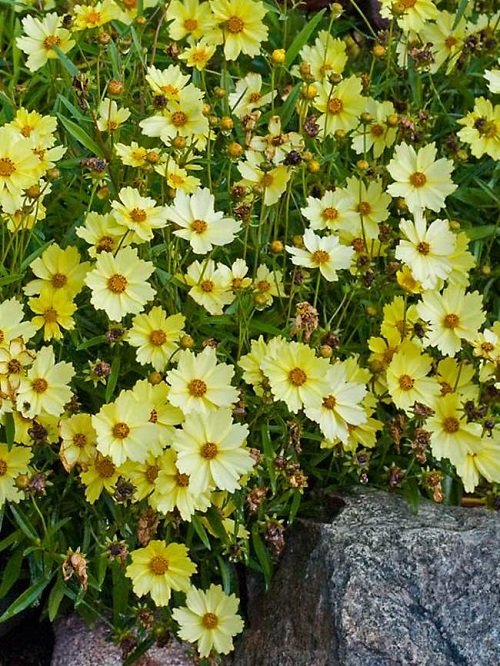50 Most Beautiful Yellow Perennial Flowers 9