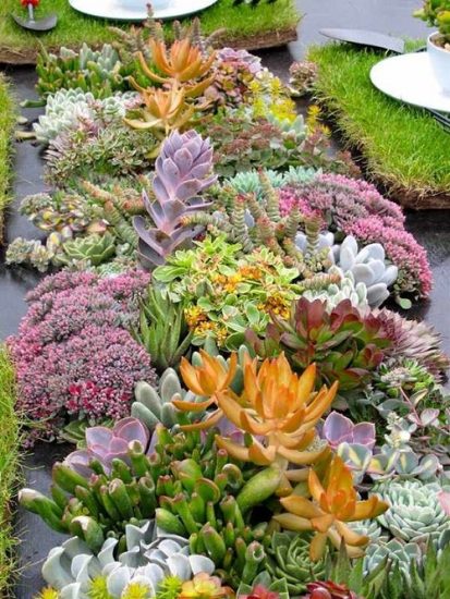 30 Succulents on the Steps, Crevices, and Pathways Ideas