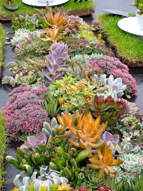 A Kaleidoscope of Succulent Colors