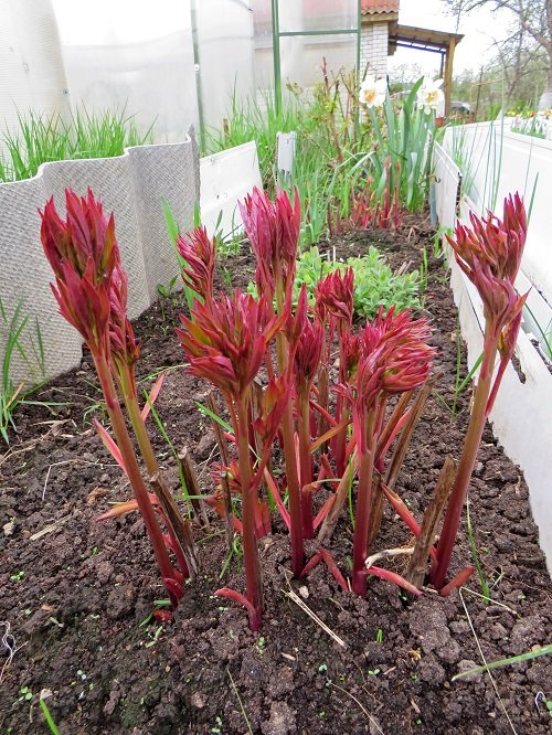 red stem plants 17