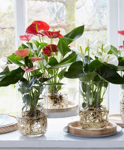 anthuriums in water 