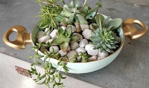 easy Succulents Planted in Kitchen Items Ideas 2