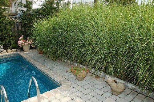Tall Privacy Grass for the Pool