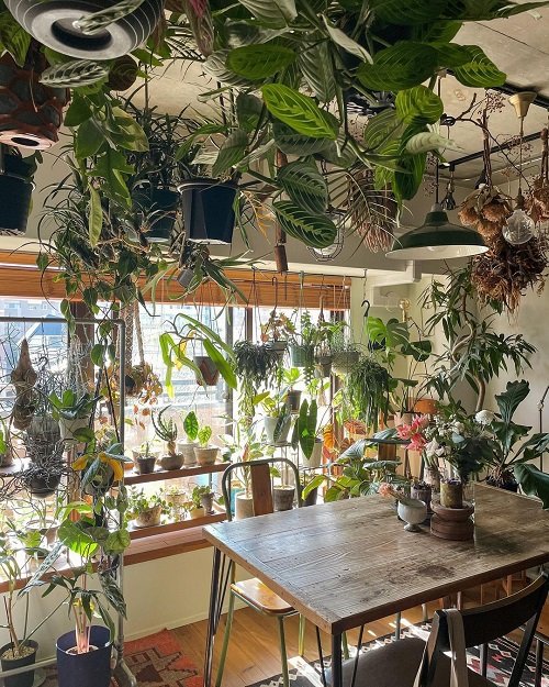 Hanging Indoor Vine Garden Ideas