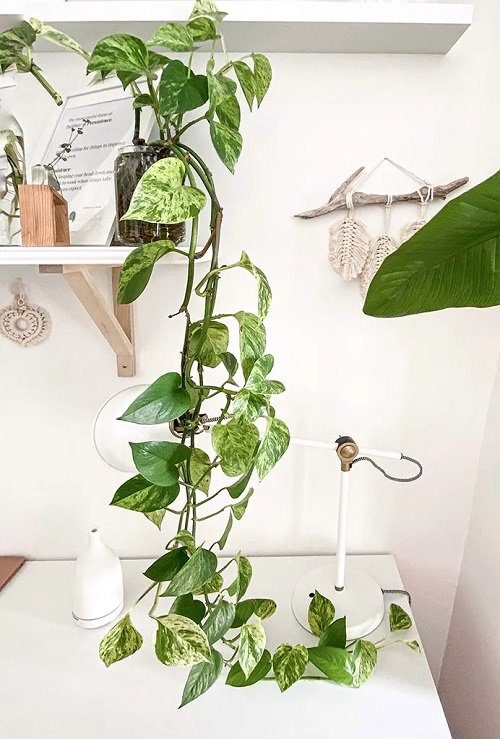  Indoor Plants in Water on Shelf 2