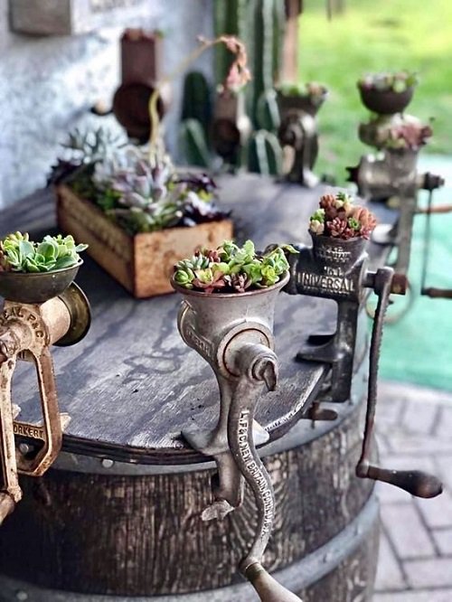 Succulents Planted in Kitchen Items Ideas