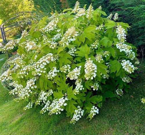Image of Hydrangea Mega Mindy cluster of plants in garden