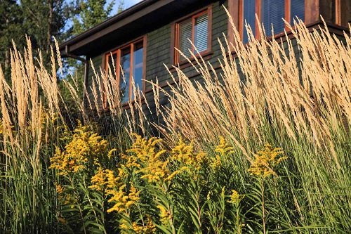 Native Grasses and Blooms