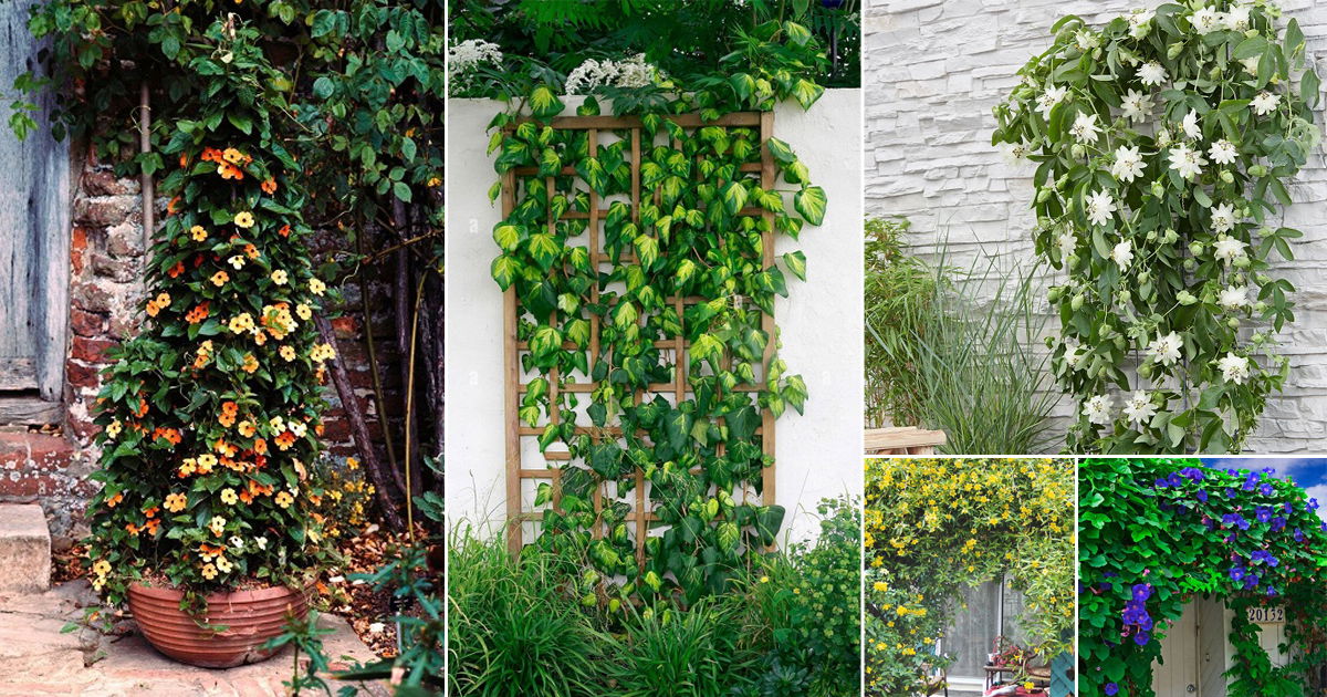 20 Fast Growing Vines for Covering a Fence or Wall