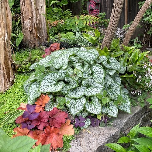 top Outdoor Plants That Grow Without Sunlight 