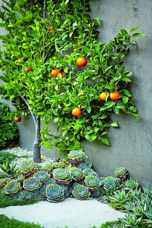 Echeveria with Oranges