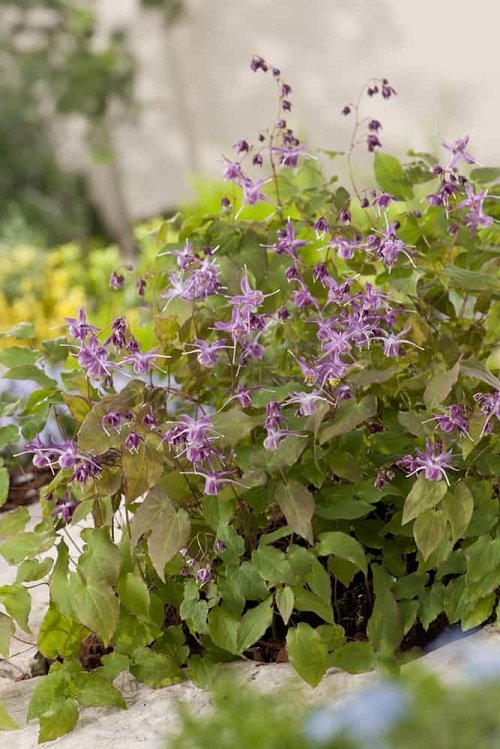 37 Beautiful Perennials for Shade That Bloom all Summer 11