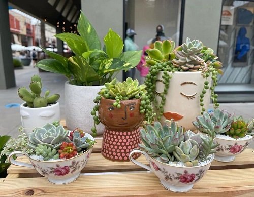 easy Succulents Planted in Kitchen Items Ideas 5