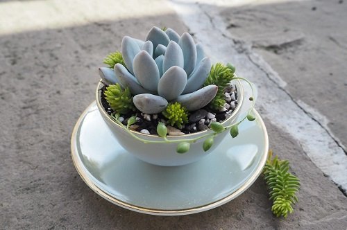 Fantastic Ideas on Succulents Planted in the Kitchen Items 13