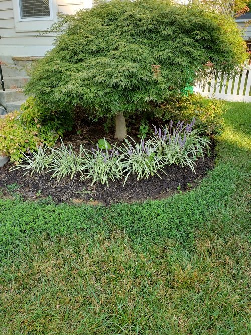 Flax Lily Landscaping Ideas 22