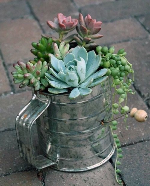 easy Succulents Planted in Kitchen Items Ideas 6