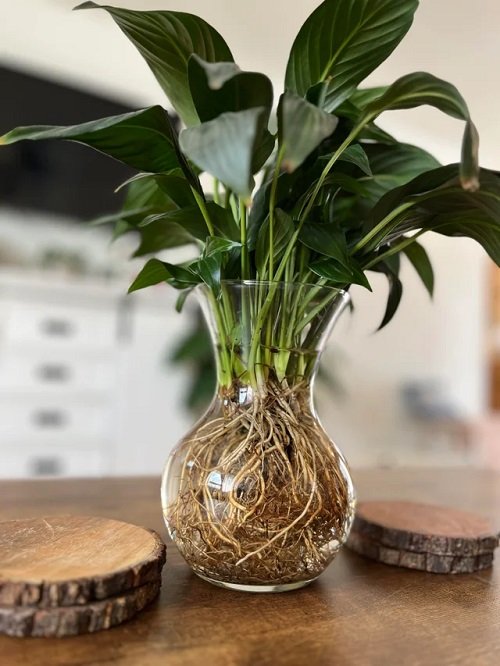 Peace Lily with Brilliant Roots in glass jar 