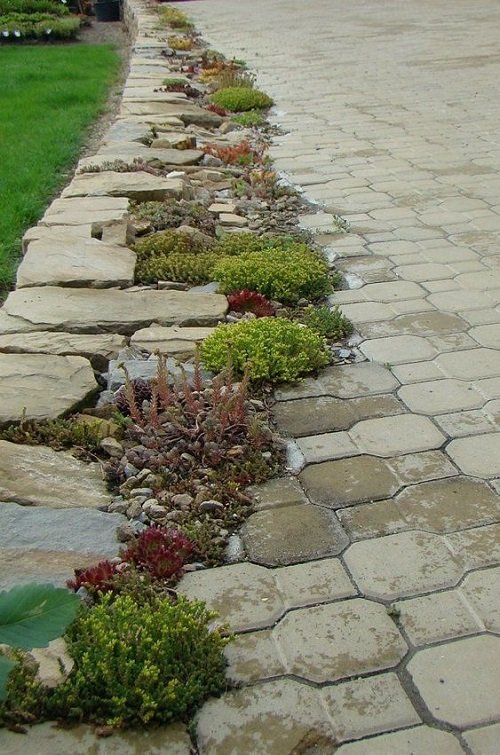 Small Succulents lining the Pathway