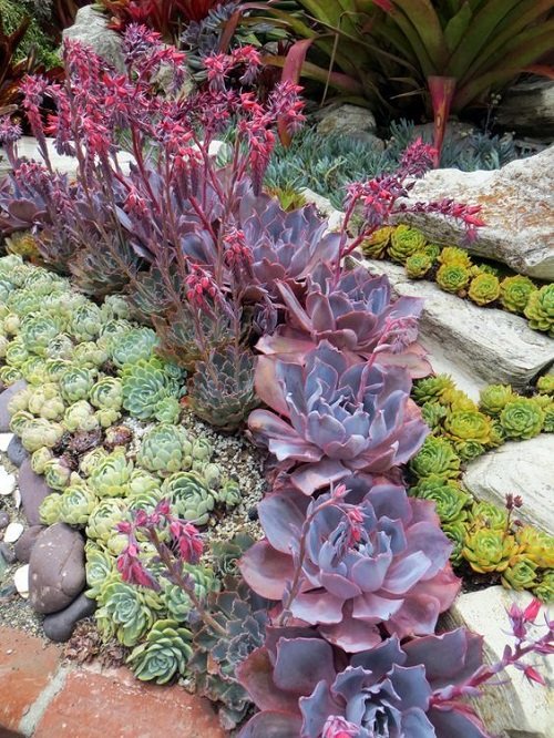 Succulents on the Steps, Crevices, and Pathways Ideas