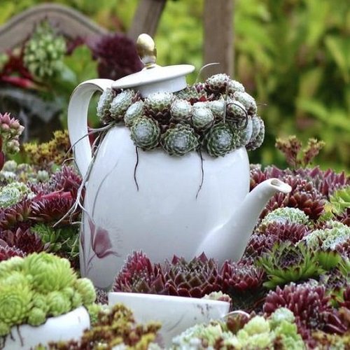 easy Succulents Planted in Kitchen Items Ideas 3
