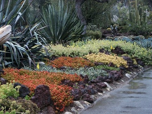 A Small Succulent Rock Garden Path