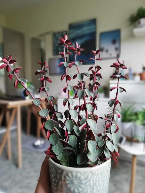 plants with red stem 6