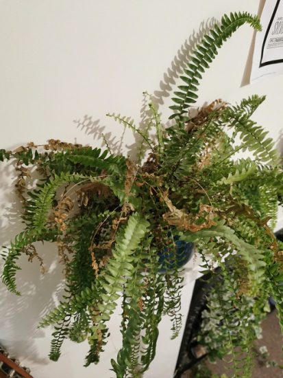 Ferns Turning Brown and Dying? Here's How You Can Save Them!