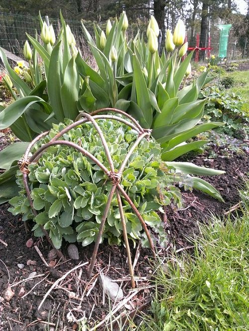 Obelisk Plant Support with Long Twigs and Twine