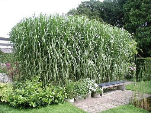Tall Grass Privacy Ideas You Must Try 3