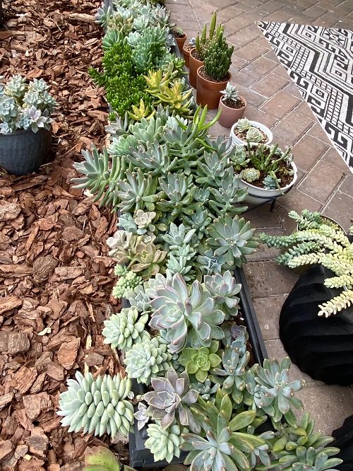 Lush Stonecrop with Succulent Planters