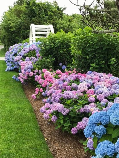 31 Pretty Ways to Grow Hydrangeas | Balcony Garden Web