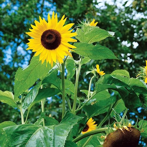Giant Sunflower Varieties for the Garden 3