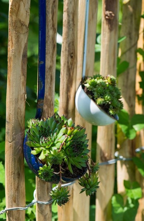 easy Succulents Planted in Kitchen Items Ideas 4