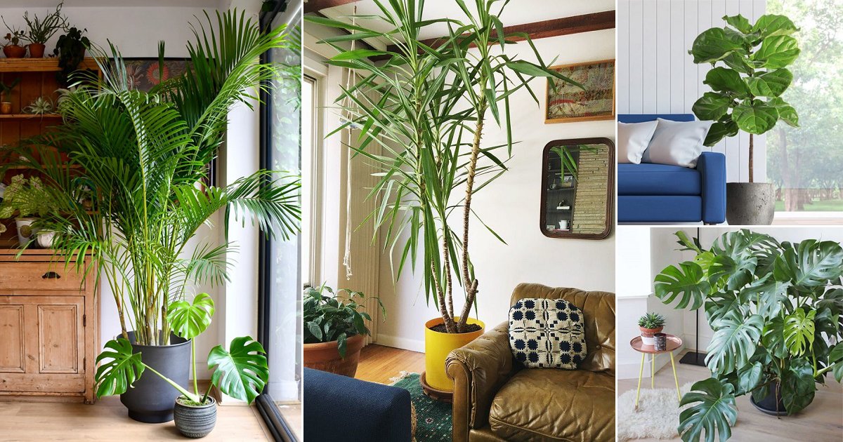 How To Pair Plants With Your Living Room Decor! | Santa Barbara Design  Center