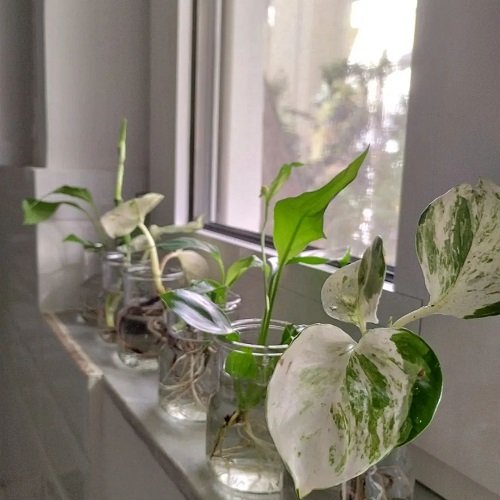 pothos collection in water jar 
