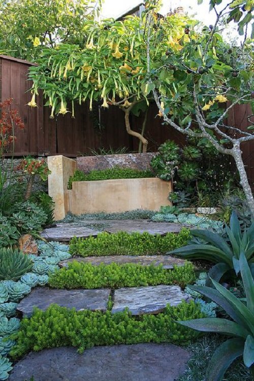 Succulents and Steps of Stone