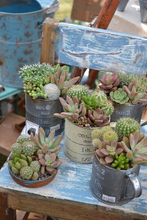 Fantastic Ideas on Succulents Planted in the Kitchen Items 30