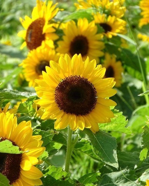 Giant Sunflower Varieties for the Garden