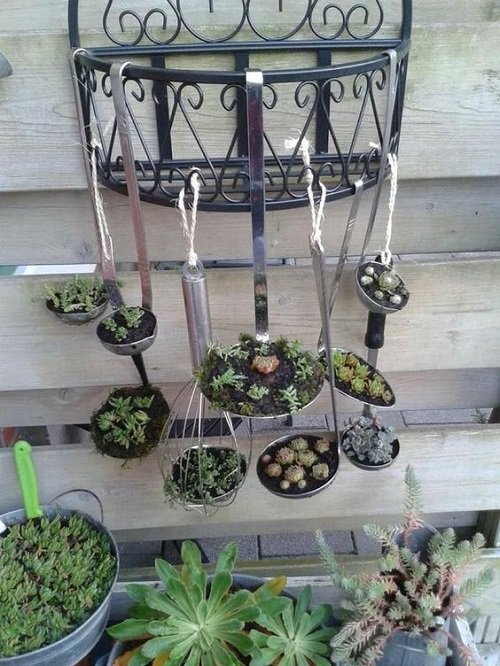 easy Succulents Planted in Kitchen Items Ideas 7