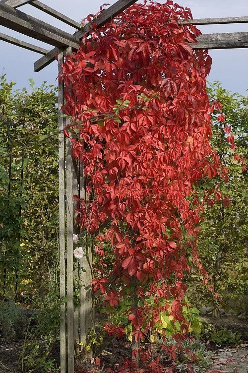 beautiful red stem plant 6