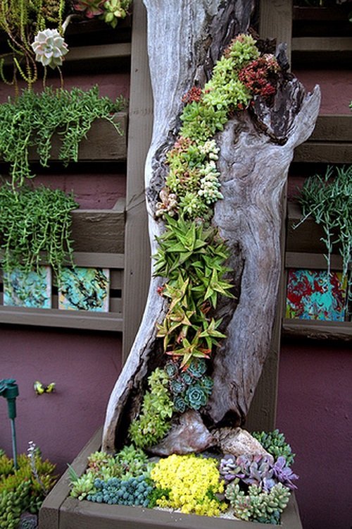 Succulent on the Entrance Ideas in wooden 
