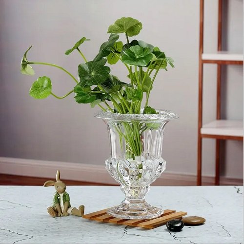  Indoor Plants in Water on table