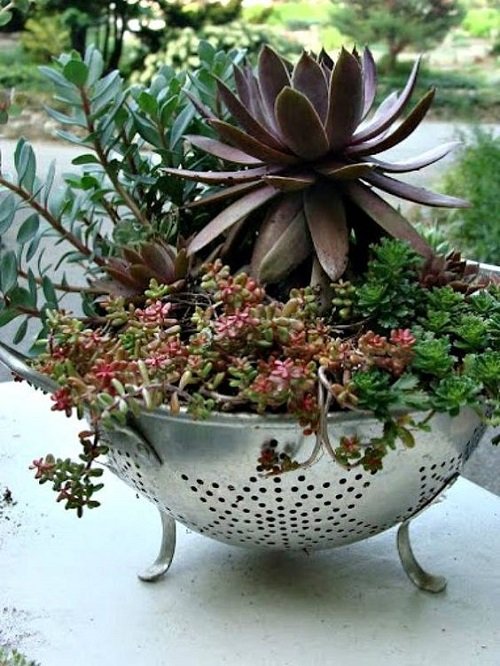Fantastic Ideas on Succulents Planted in the Kitchen Items 35