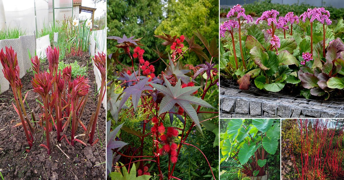 40 Beautiful Red Stem Plants | Balcony Garden Web