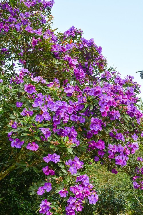 Vibrant Purple Annual Flowers